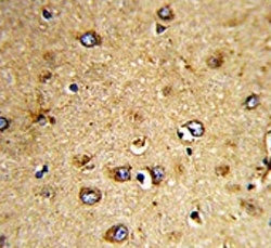 HOMER3 Antibody
