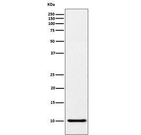 CCL5 Antibody / RANTES