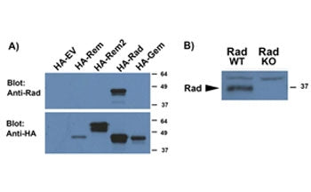 RRAD Antibody