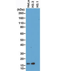 Histone H3.3 Antibody