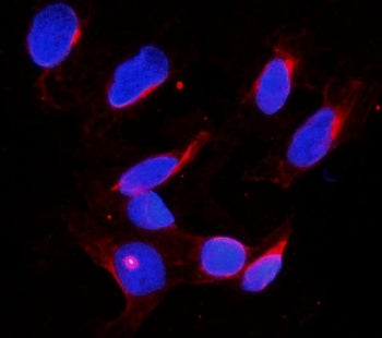 DDX4 Antibody / VASA