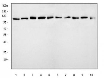Western blot testing of 1) human K562, 2) human 293T, 3) monkey COS-7, 4) human HeLa, 5) human A549,