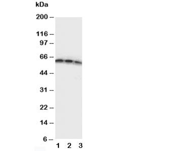 CD40 Antibody