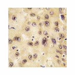 PROX1 Antibody