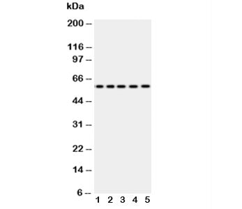 Occludin Antibody
