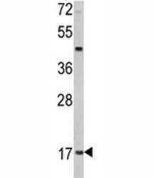 Leptin Antibody