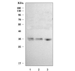 Western blot testing of human 1) SH-SY5Y, 2) MOLT4 and 3) HeLa cell lysate with SLC25A29 antibody. P