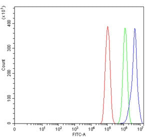 Flow cytometry testing of human PC-3 cells with Yin and yang 1 antibody at 1ug/million cells (blocke
