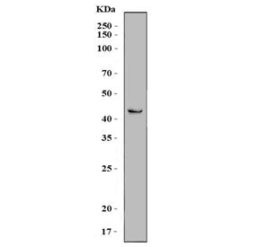 SCRN2 Antibody / Secernin-2