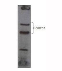 Human Herpesvirus 8 ORF57 Antibody