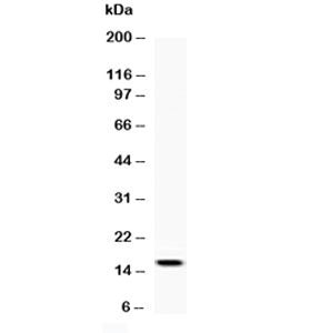 Western blot testing of recombinant rat protein with Leptin antibody at 0.5ug/ml. Predicted molecula