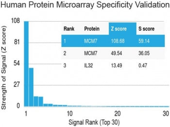 MCM7 Antibody