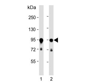 HSP90 beta Antibody / HSP90AB1