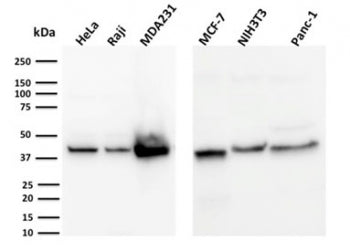 Western blot testing of human and mouse samples with PD-L1 antibody (clone PDL1/2744). Predicted mol