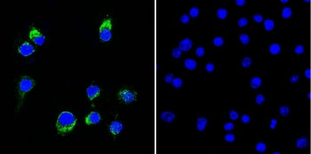 (Left) Immunofluorescent staining of permeabilized human Ramos cells with CF488-labeled Lambda Light