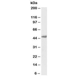 Western blot testing of K562 lysate with biotinylated Flotillin 1 antibody at 1ug/ml. Expected/obser