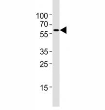 Atg5 Antibody (Zebrafish)