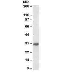 IL-1 beta Antibody