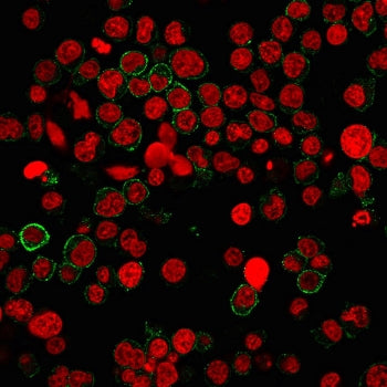 Immunofluorescent staining of human Jurkat cells with CD31 antibody (green, clone PECAM1/3540) and R