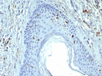 Langerin Antibody / CD207