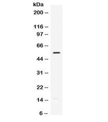 Western blot testing of mouse HEPA lysate with Mmp-12 antibody. Predicted molecular weight: ~55 kDa 