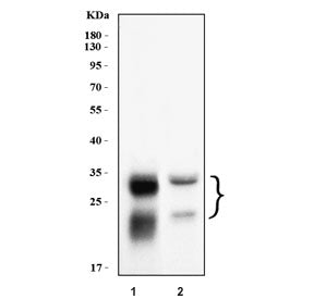 Cathepsin B Antibody / CTSB