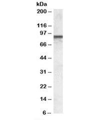 COG7 Antibody