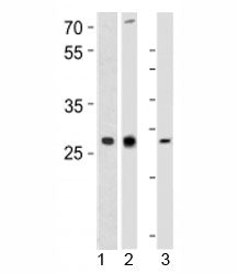 LIF Antibody