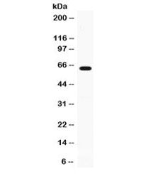 Western blot testing of mouse thymus lysate with GPI antibody at 0.5ug/ml. Predicted/observed molecu