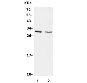 Calbindin 2 Antibody / CALB2 / Calretinin