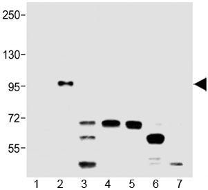 BRAF V600E Antibody