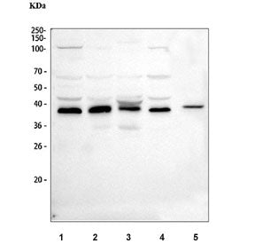 Western blot testing of 1) human K562, 2) human Raji, 3) monkey COS-7, 4) human HeLa and 5) mouse NI