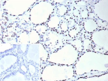 NKX2.1 Antibody / TTF-1