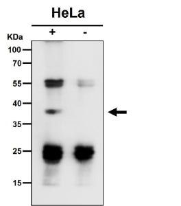 Immunoprecipitate (IP) analysis using the antibody at 1:50 dilution. Western blot at 1:1K dilution. 
