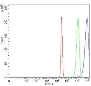 hHR23A Antibody / RAD23A
