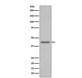 VSV-G Tag Antibody