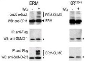 SUMO1 Antibody