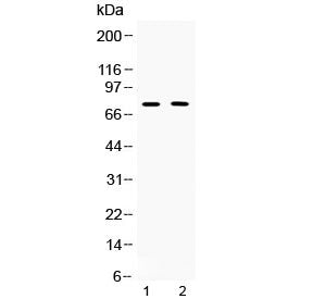 TRF2 Antibody (Telomeric repeat-binding factor 2)
