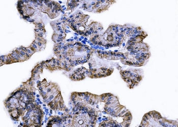 IHC staining of FFPE mouse stomach with Tspan8 antibody. HIER: boil tissue sections in pH8 EDTA for 