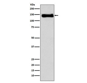 Integrin beta 1 Antibody / ITGB1 / CD29