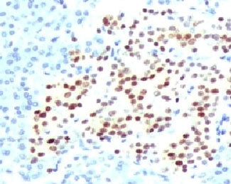 IHC testing of FFPE human pancreas with recombinant NKX2.2 antibody (clone RMNK2-1). HIER: steam sec