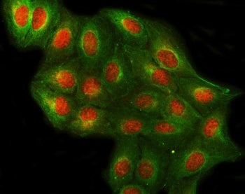 PRPF4 Antibody / U4/U6 small nuclear ribonucleoprotein Prp4