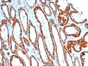 IHC staining of FFPE human kidney tissue with SDHA antibody (clone SDHA/7493). HIER: boil tissue sec