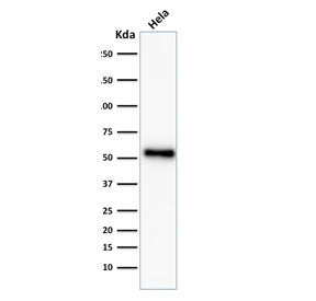 p53 Antibody / TP53
