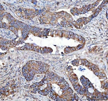 MLEC Antibody / Malectin