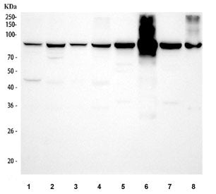 Western blot testing of 1) human HeLa, 2) human U-87 MG, 3) human Jurkat, 4) human HepG2, 5) rat bra