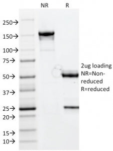 SDS-PAGE analysis of purified, BSA-free Chymotrypsin-like elastase family member 3B antibody (clone 