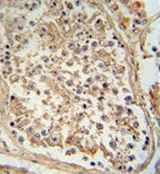 IHC testing of FFPE human testis tissue with GTPBP2 antibody. HIER: steam section in pH6 citrate buf