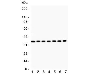 RACK1 Antibody
