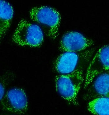 Immunofluorescent staining of FFPE human T-47D cells with MEK5 antibody (green) and DAPI nuclear sta